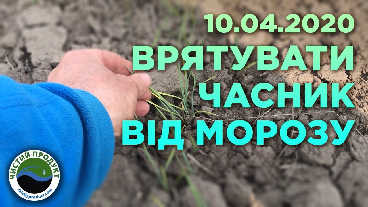 АРХІВ. Вирощування часнику з воздушки: стан посівів після весняних приморозків