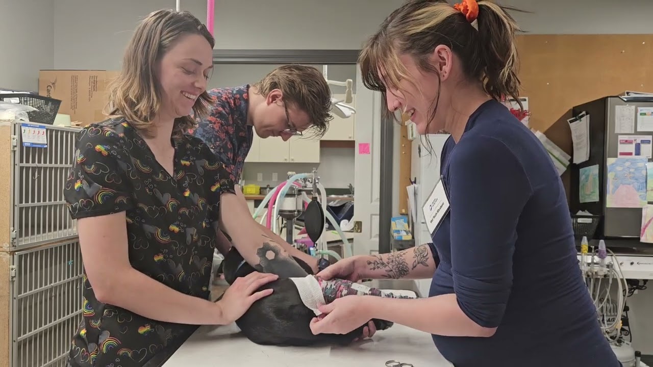 Penn foster Vet tech externship 1 Skill 14- placement and removal of splint