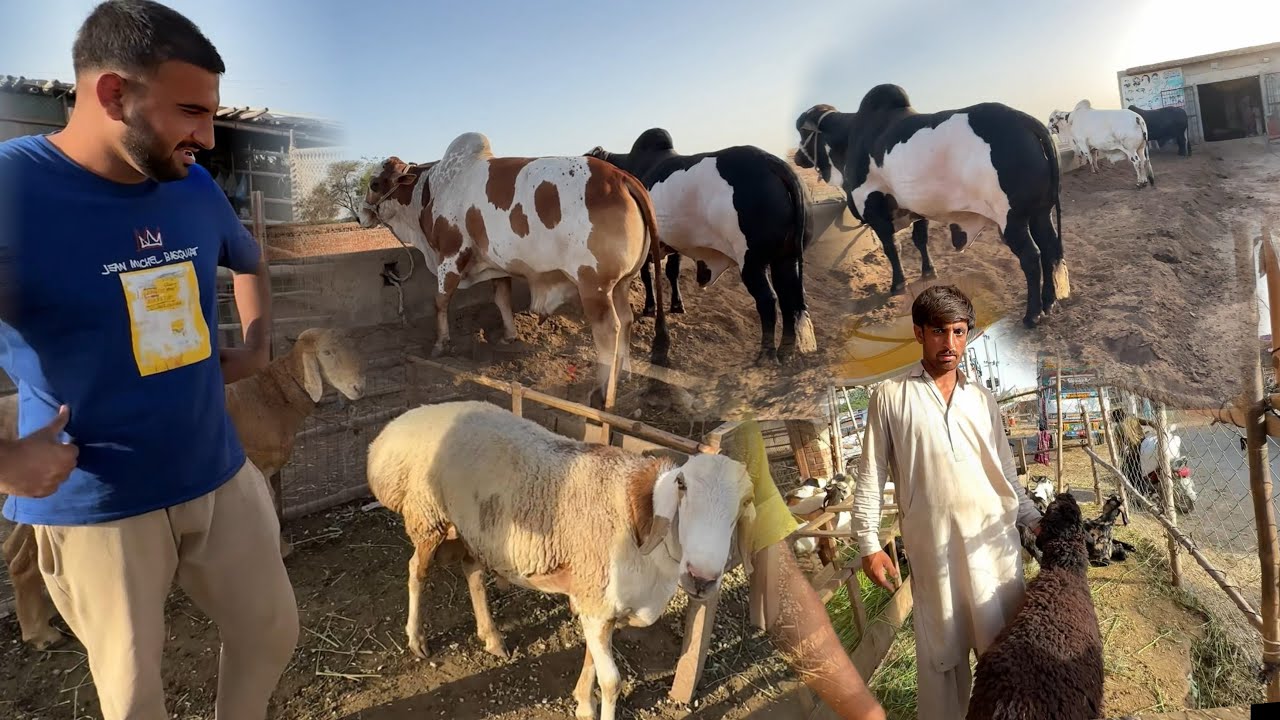 Qurbani k Janwer K Liye Mandi Gaiy Aj Bhiya k Sath😍||Bkra Mandi||