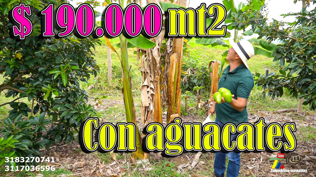 🥑🍌Tierras productivas | Últimos lotes campestres maravillosa vista y excelente seguridad 📲3117036596