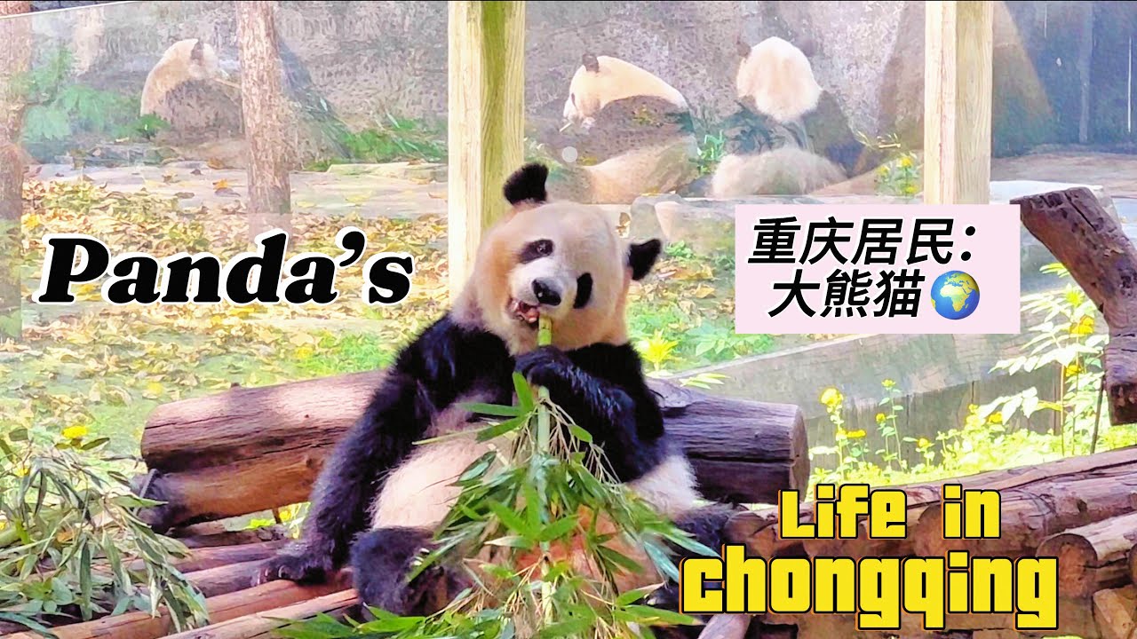 Explore Adorable Pandas’ Life in Chongqing 🐼 探索重庆动物园可爱的熊猫们
