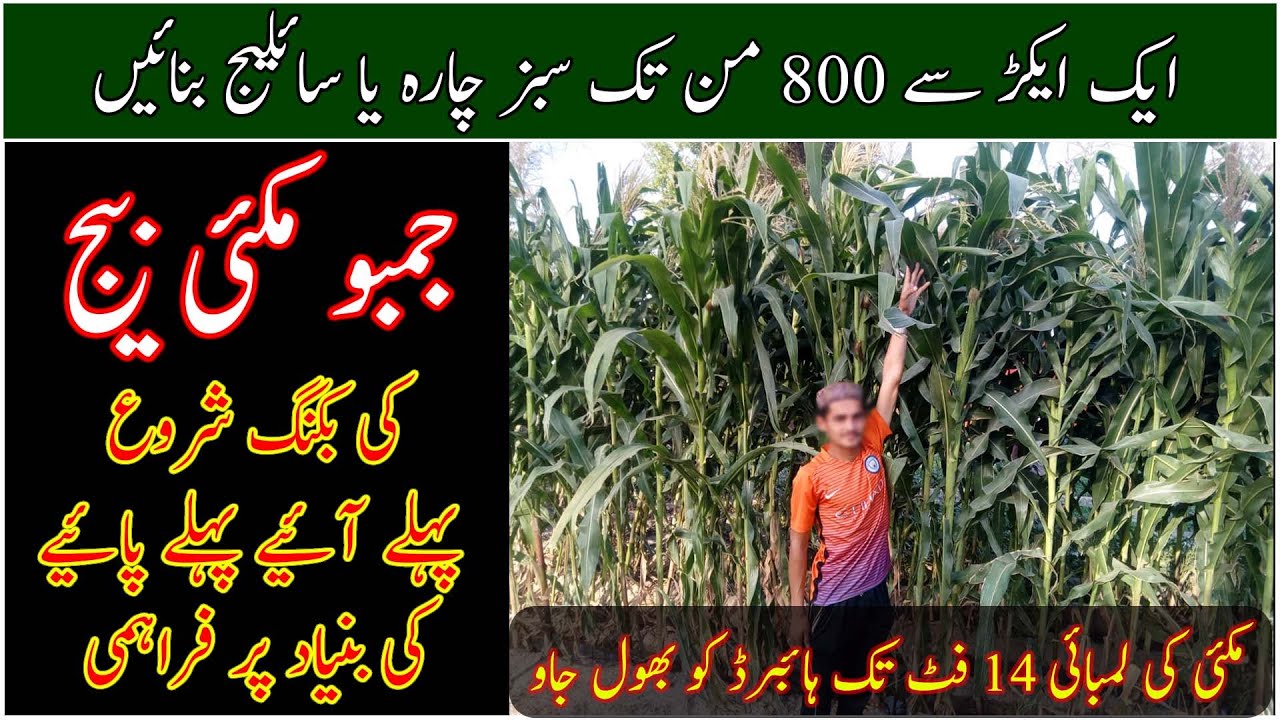 Best quality Jumbo maize seed|SGF 2020 Maize seed|Best maize for silage|High yielding silage crop
