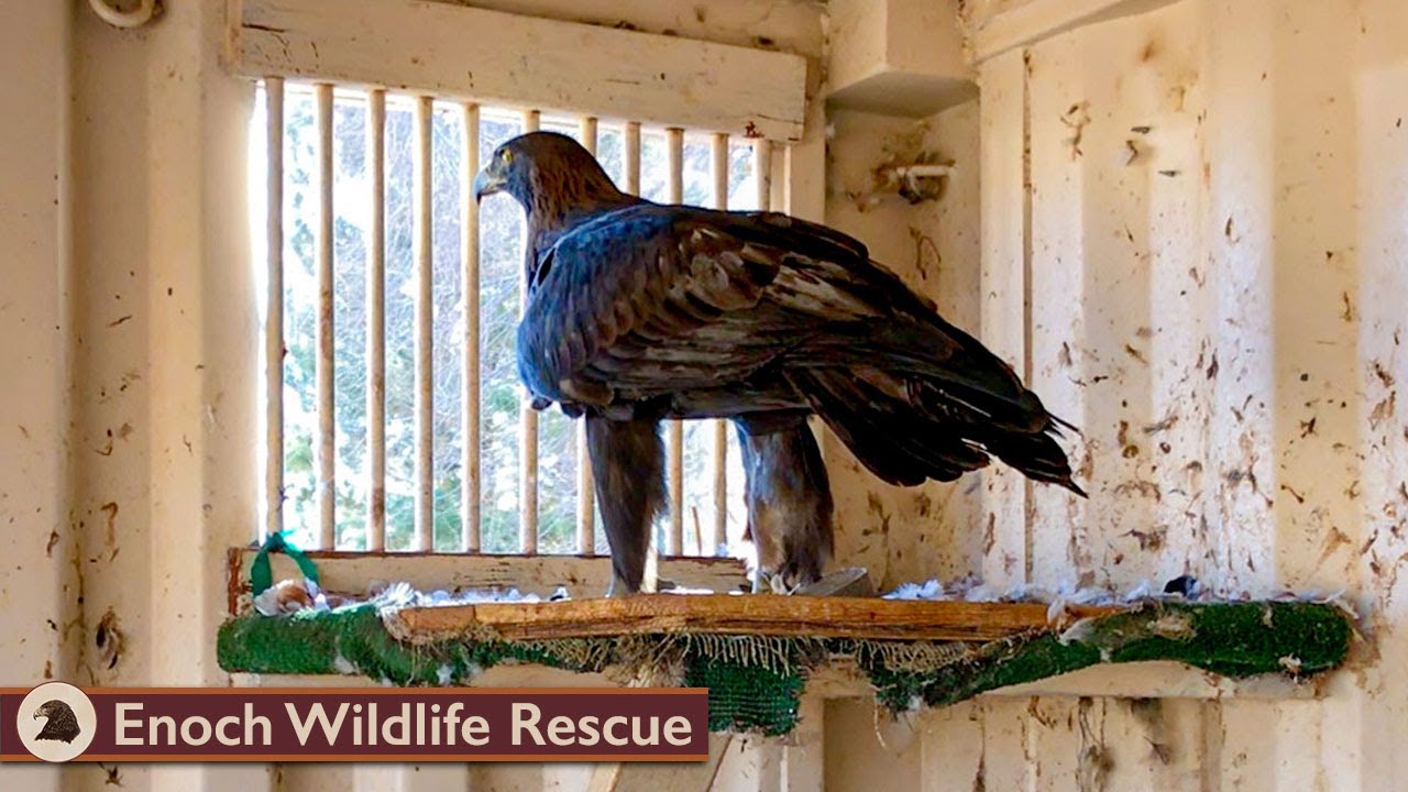 To Be A Falconer | Housing/Mews | Ep. 8