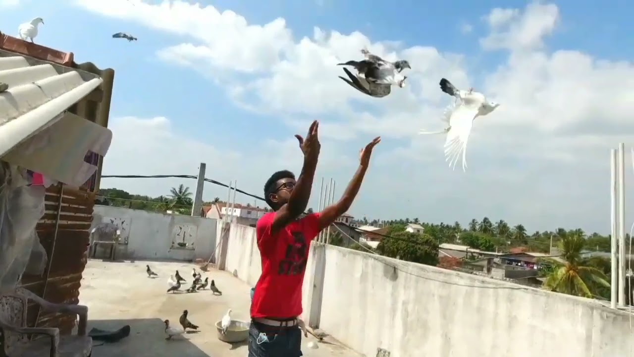 Sri Lanka's Best timing pigeon lofts 🇱🇰🕊️