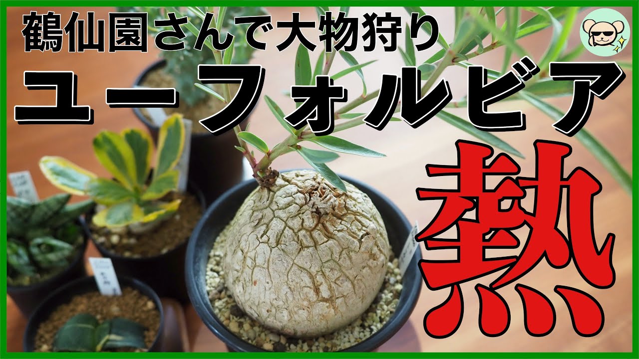 「ユーフォルビア」の大物を狩ってきたので紹介します【鶴仙園でお買い物】