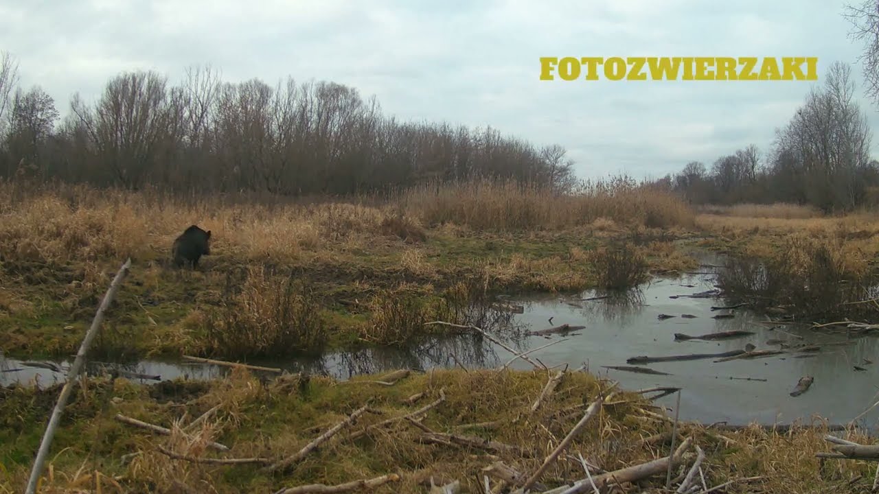 Starorzecze Wisły przez miesiąc | Dziki i łoś | Wild Boars & Moose