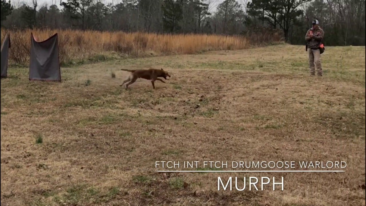 FTCH INT FTCH Drumgoose Warlord