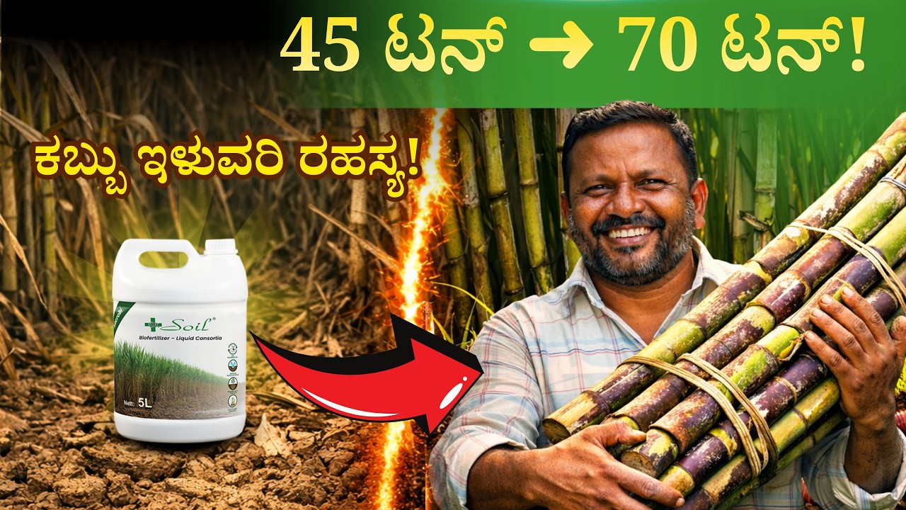 16 ವರ್ಷ ಹೋರಾಟದ ನಂತರ ಸಿಕ್ಕ ಪರಿಹಾರ! | ಕಬ್ಬು ಬೆಳೆ ಭಾರೀ ಬದಲಾವಣೆ