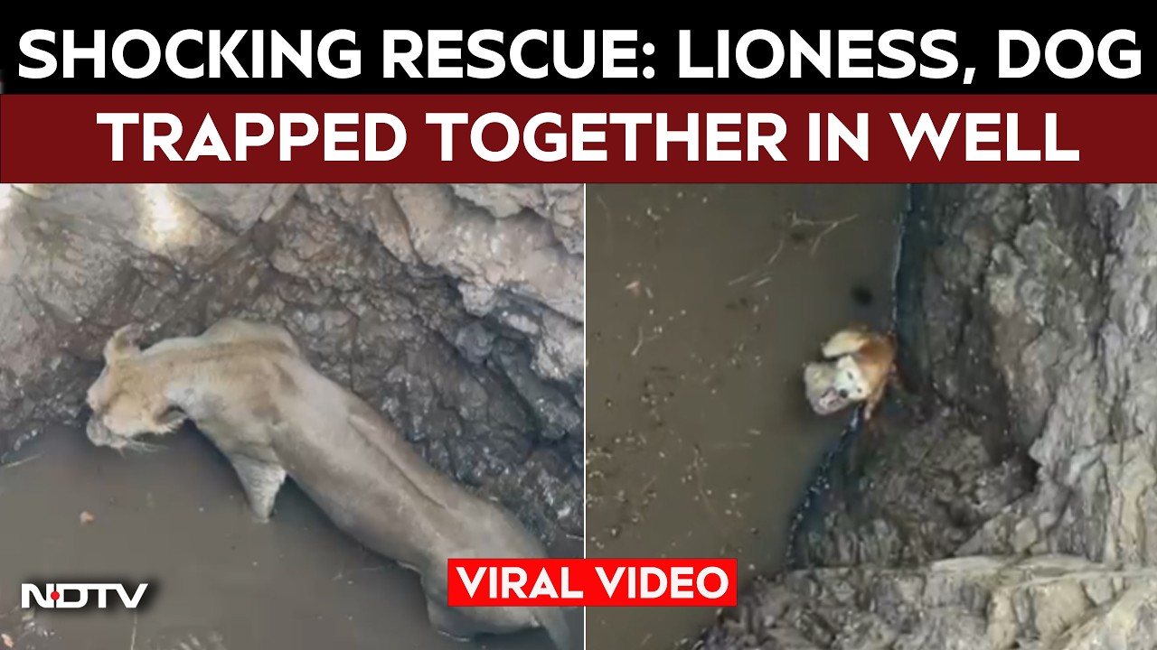 Gujarat Viral Video | Lioness Falls Into Well While Chasing Dog, Dramatic Rescue Follows