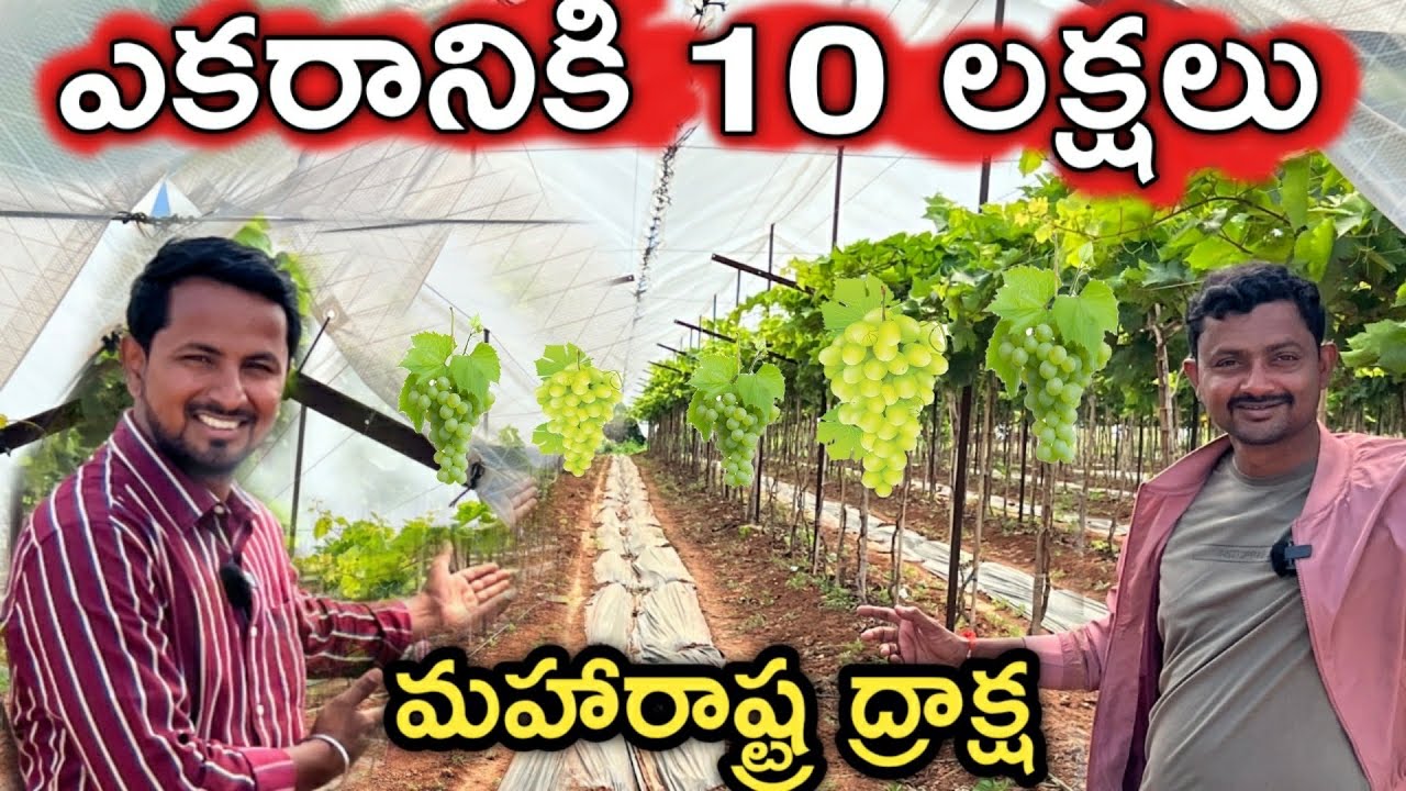 Modern Grape Farming by @Indian Farmer | ద్రాక్షతో ఎకరాకు 10 లక్షలు!