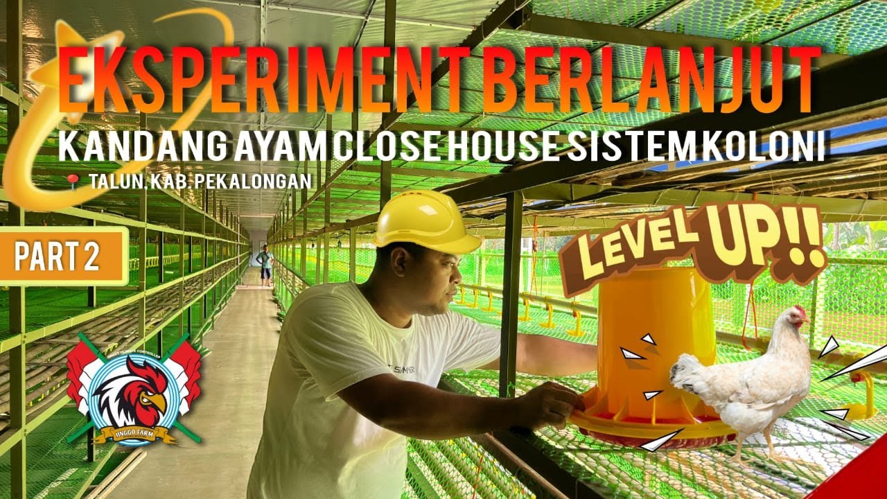 PART 2 Kandang Ayam Close House Sistem Koloni Eksperimen Ekslusif di Talun Kab. Pekalongan MANTAB !!
