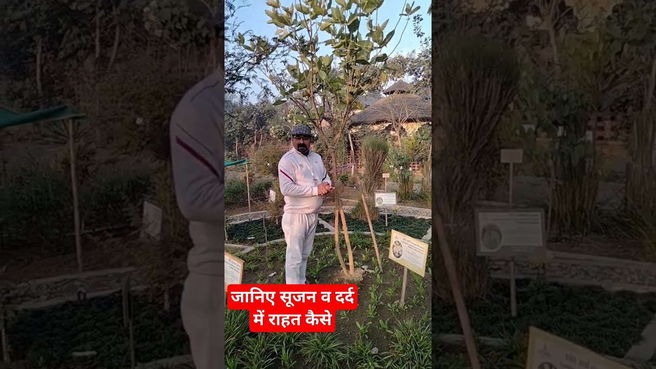 स्वेत अर्क/मंदार 