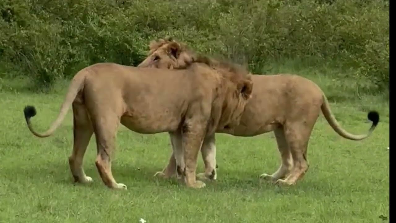 Brotherhood in the Wild 🦁 | Rare Lion Behavior