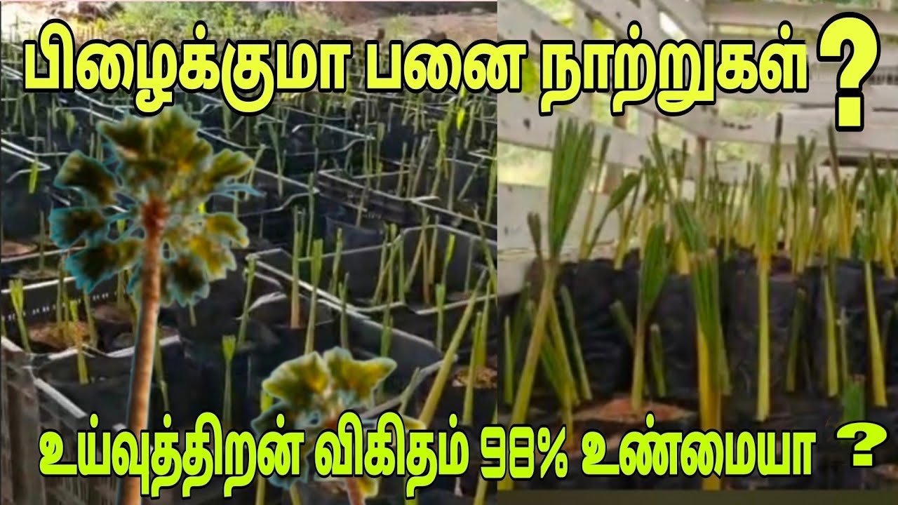 பிழைக்குமா பனை நாற்றுகள்❓உய்வுத்திறன் விகிதம் 98% உண்மையா❓
