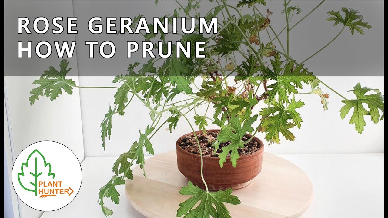 How to prune Rose geranium Bonsai