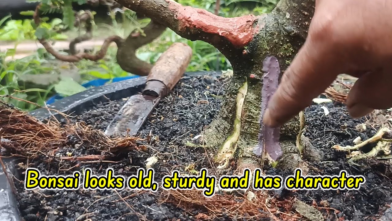Making the bonsai trunk look old and sturdy 