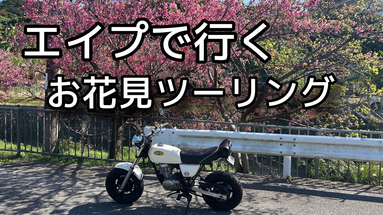 [ape50]綺麗な桜を見に行く‼️🌸