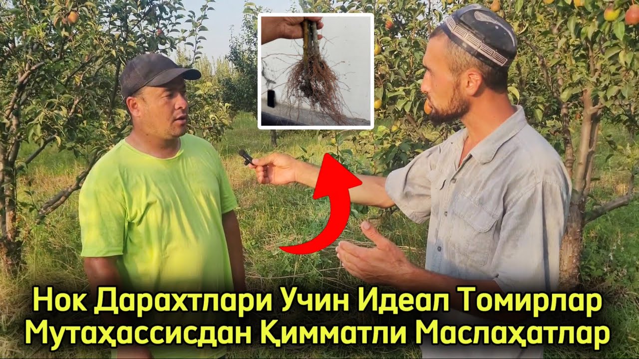 Нок мевалари учун идеал томирлар: мутахассис айнан қайси томирларни маслаҳат беради?