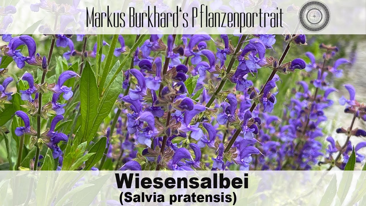 HILFE unsere KINDHEITSblumen verschwinden! Wiesensalbei - Salvia, TOP Hummel- und Bienenpflanze!