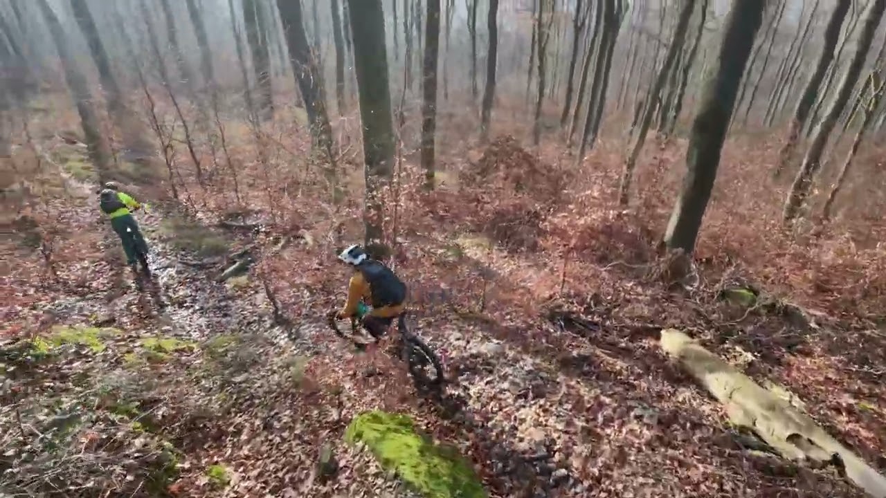 ForbiddenForest