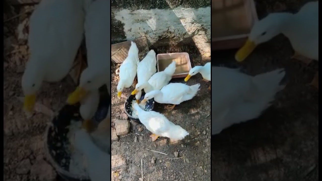 Tharavu Valarthal / Vigova duck 🦆/ #pekinducks #duck #tharavu #shorts #viral #short