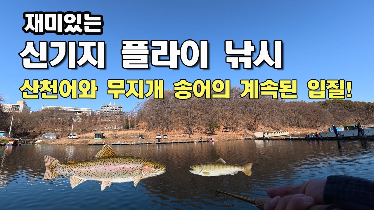 재미있는 신기지 플라이 낚시/산천어와 무지개 송어의 계속된 입질!