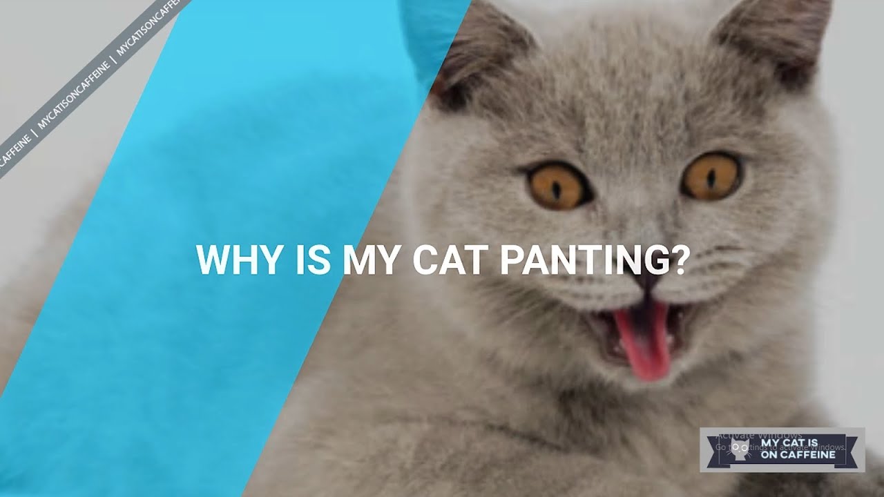 Why Is My Cat Panting