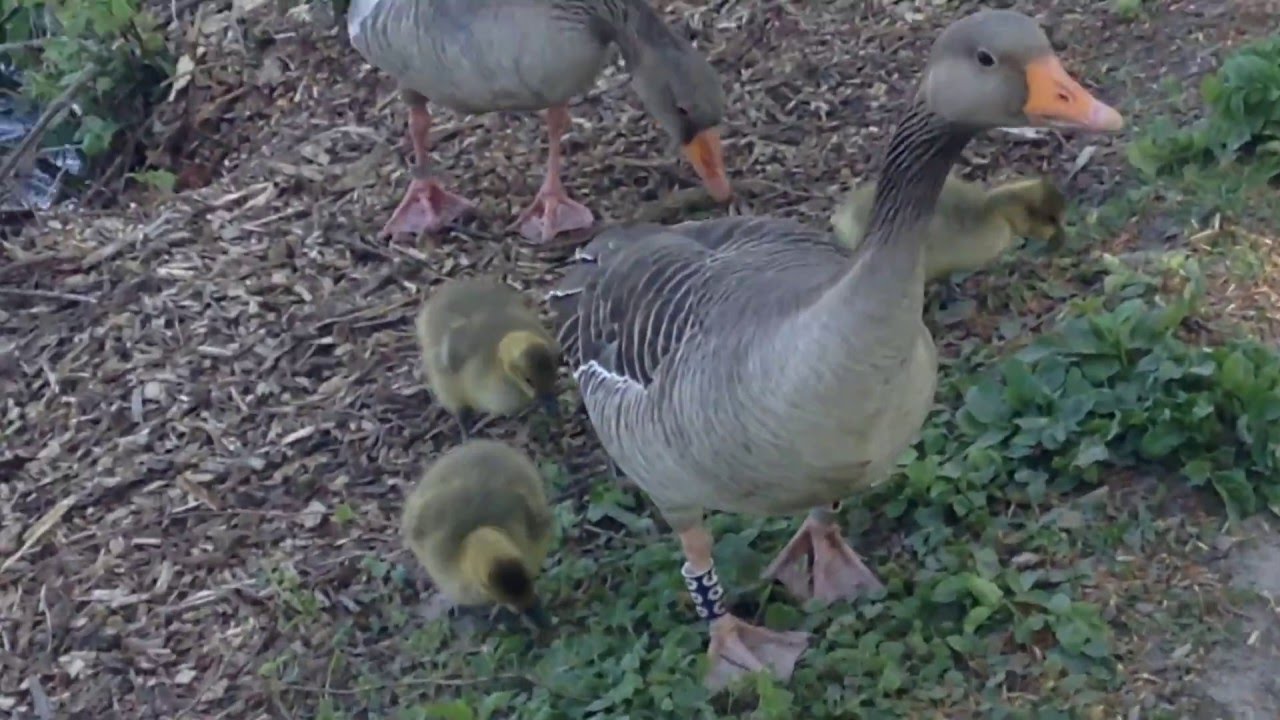 Graugans Greylag Goose Anser anser &Aacute;nsar com&uacute;n