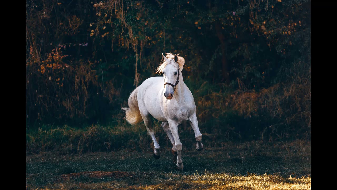 Horse running sound 1 hour