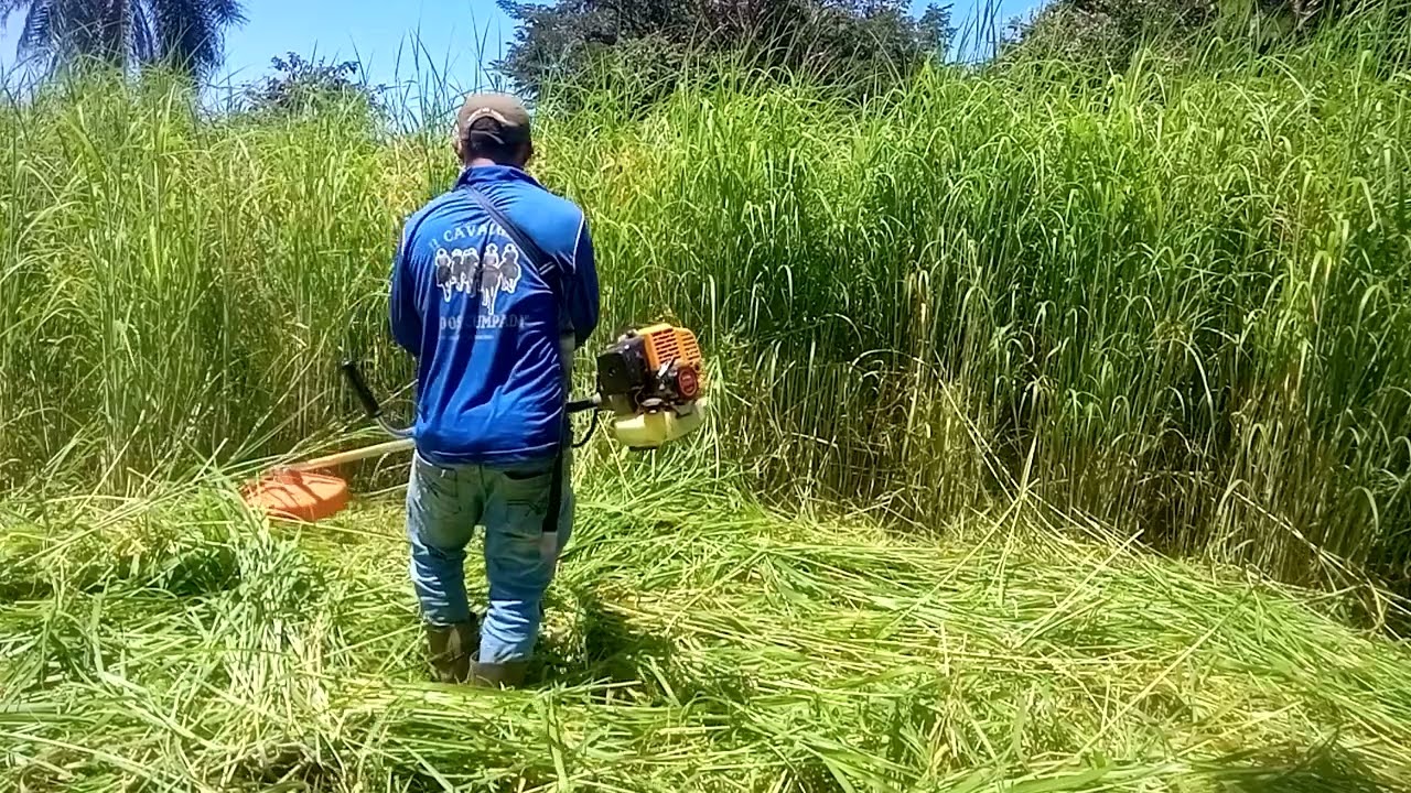 Vamos Para luta Roçando Com a Roçadeira