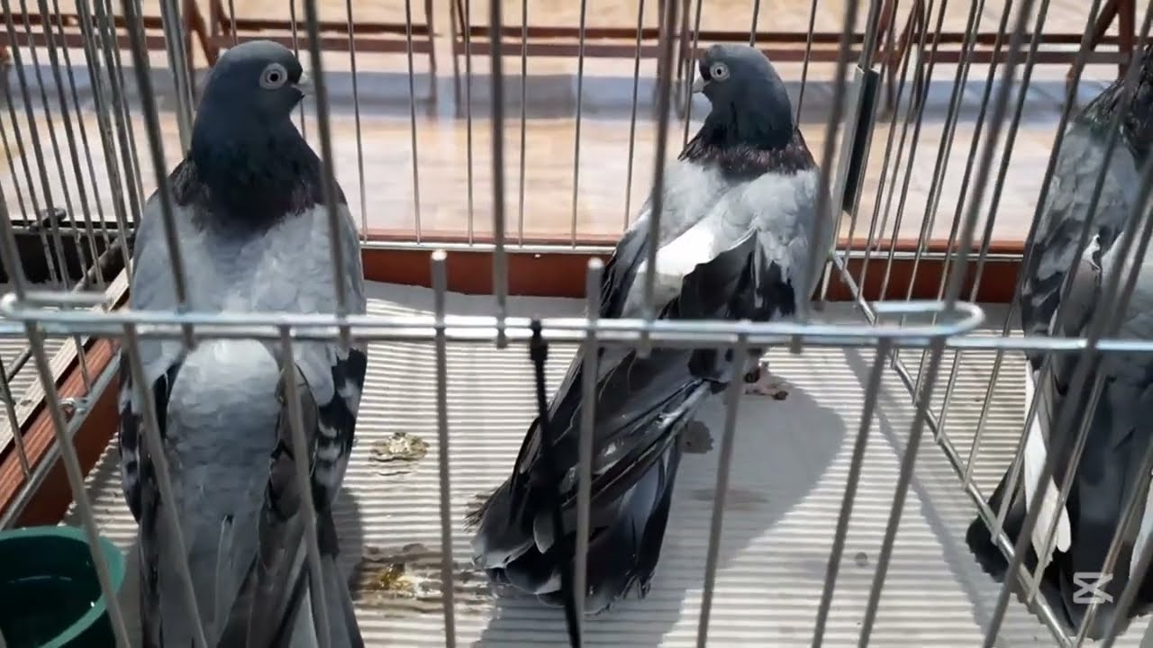 Mistrzostwa Polski w lotach gołębi wysokolotnych cz. 1 | Tomasz&oacute;w Lubelski 2025