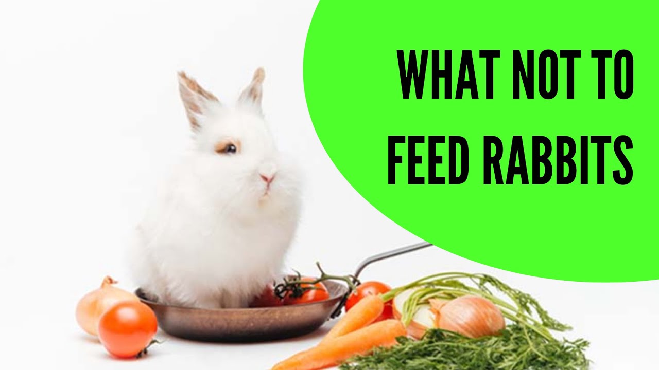 What Not to Feed Rabbits