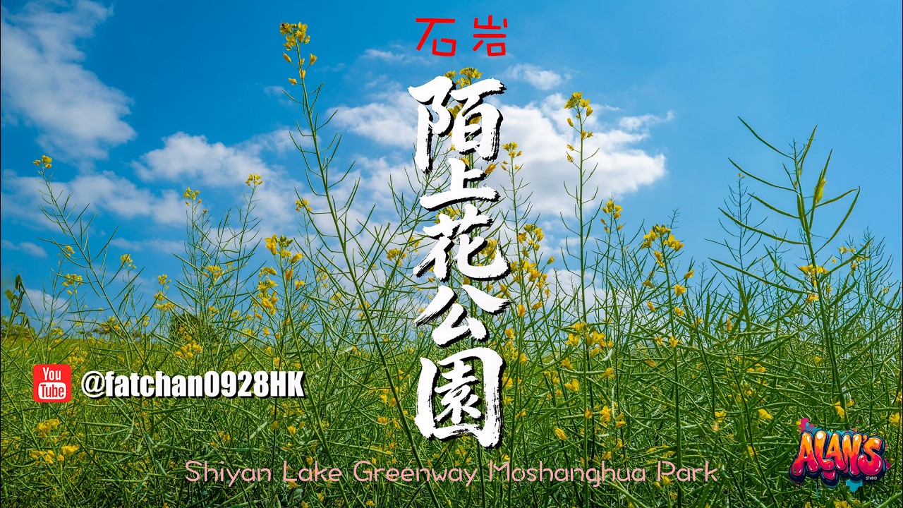 深圳石岩陌上花公園：花海中的漫遊 | Exploring Shiyan Moshang Flower Park in Shenzhen: A Stroll Through the Floral Sea