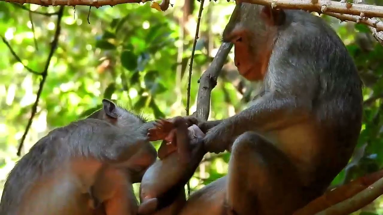 Monkey Grab In Cambodia Good All Monkeys In Khmer #193