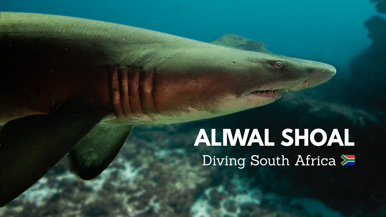 ALIWAL SHOAL SHARKS & RAYS | Tiger Sharks, Raggies, White Tip Reef Sharks | Diving South Africa