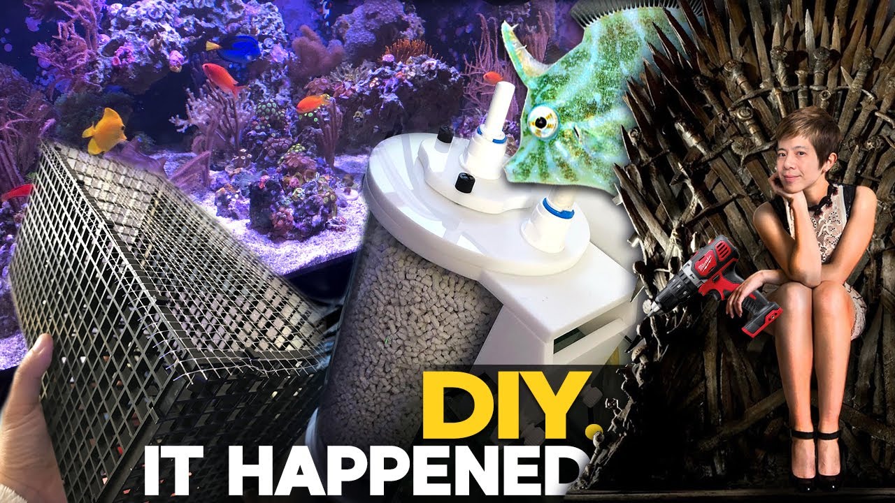 CO2 Scrubber, DIY Acclimation Box, NEW Gonipora, Alveopora, Zoas, Soft Corals, DIY Controller Board.