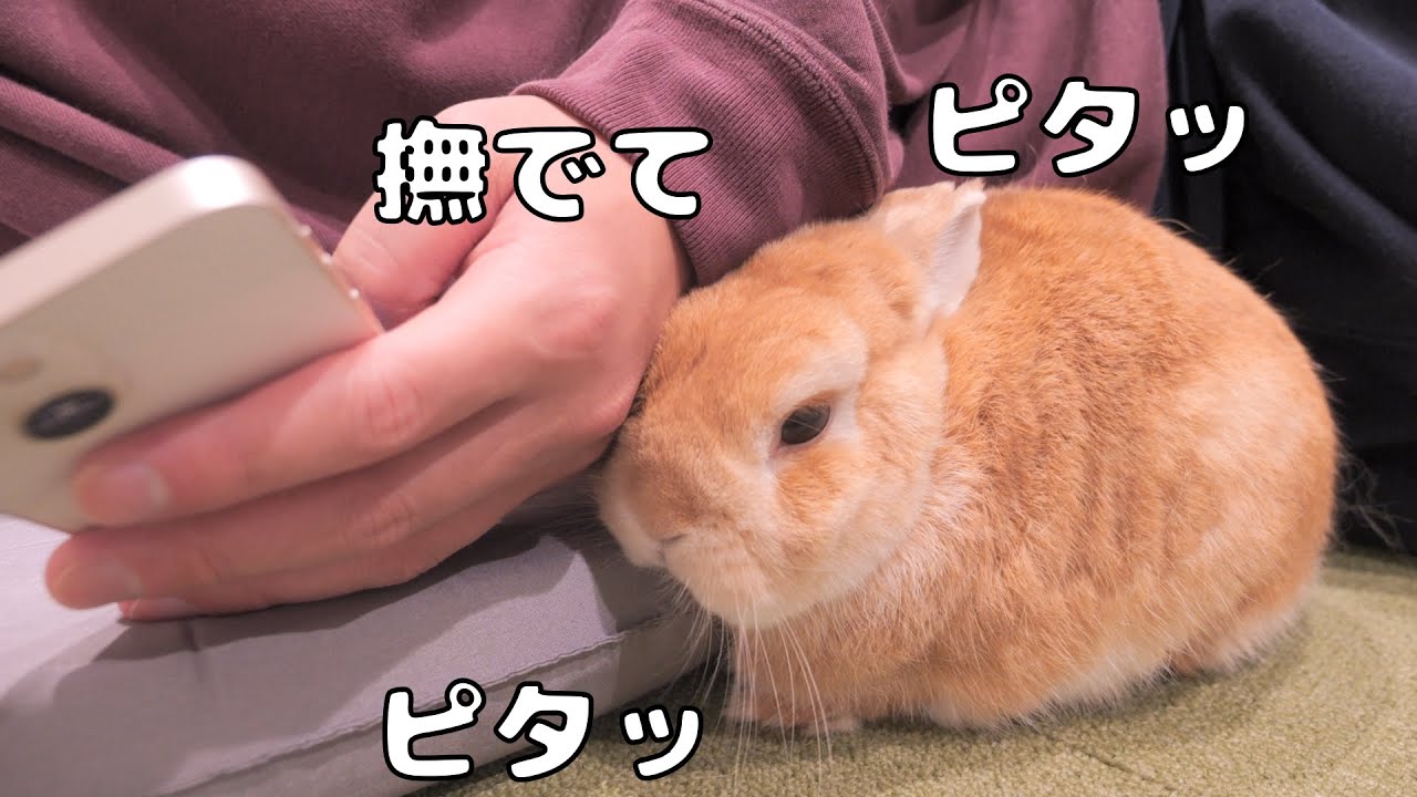 数秒でもスマホを触ると頭を出してナデナデを要求してくるムギが可愛かった【No.1755】