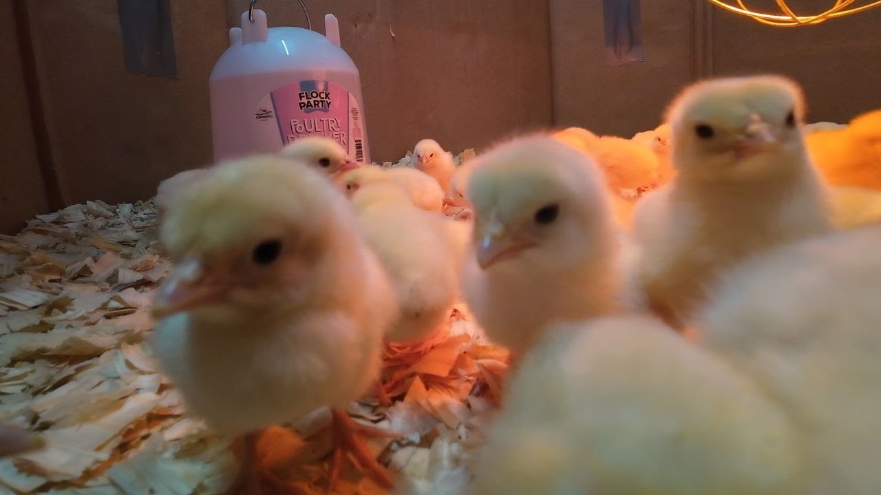 The BEST FREE Chicken Brooder!