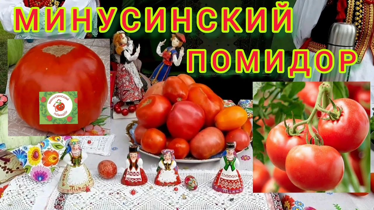 Минусинский помидор 2022🍅🍅🍅