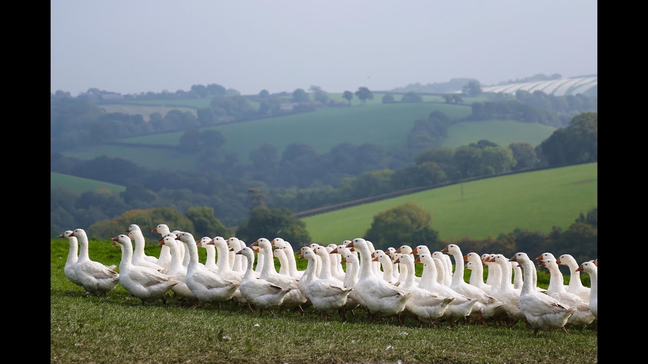 Organic Geese at Summerhill Farm