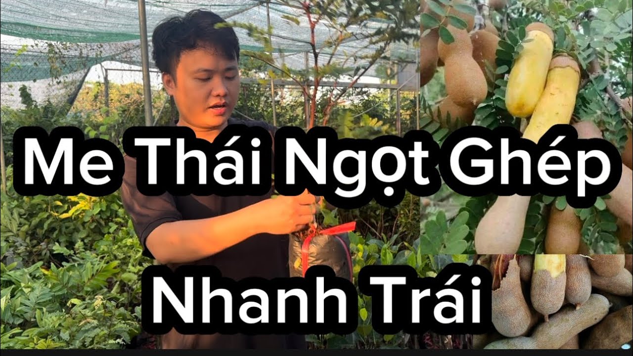 Cây Giống Me Thái Ngọt, Giống Me Ngon, Quả To, Sai Chĩu, Me Thái Ngọt Ghép Rất Nhanh Trái