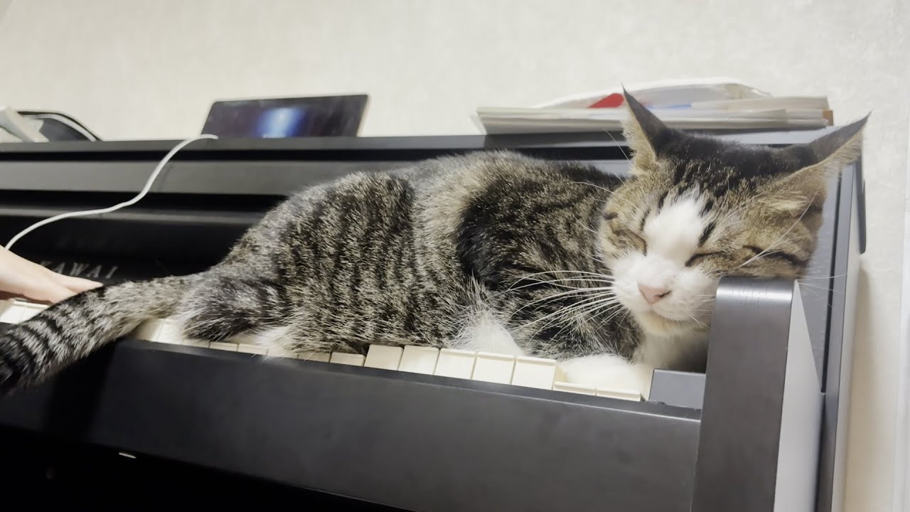 娘のピアノを聴きながらしっぽでリズムを取ってくつろぐ猫