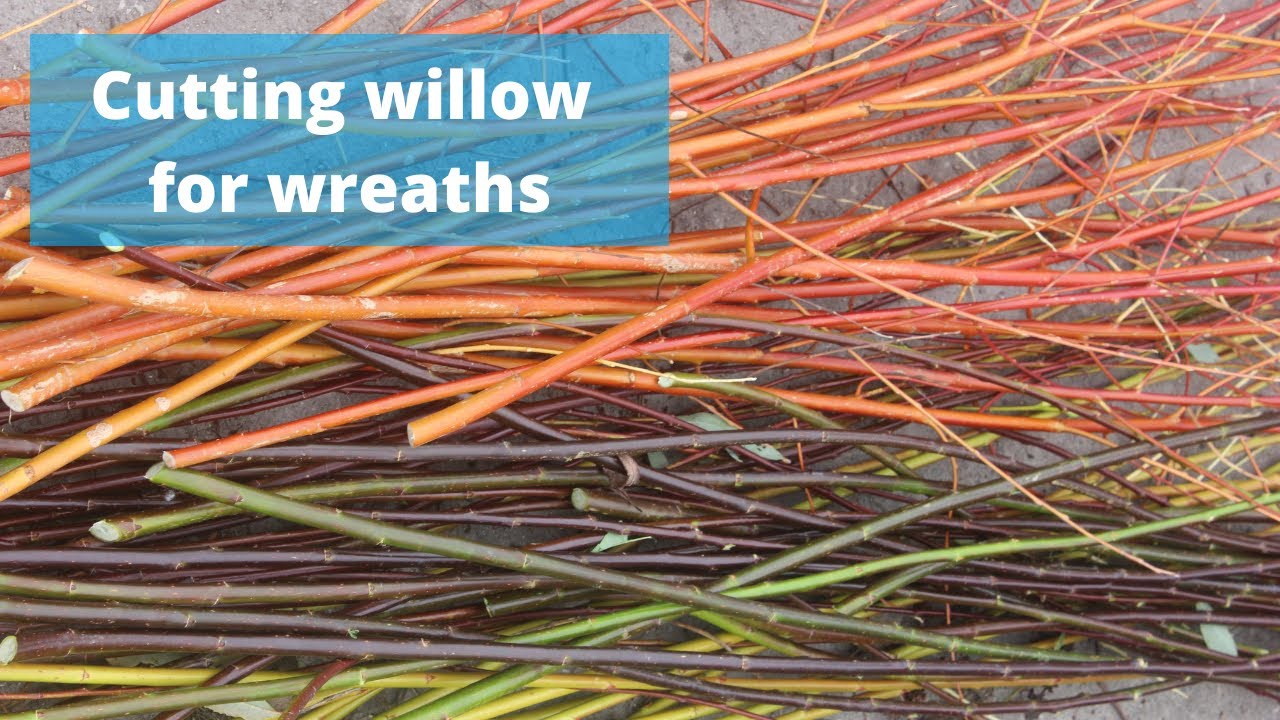 How I cut the fresh willow with which I make my willow wreaths.