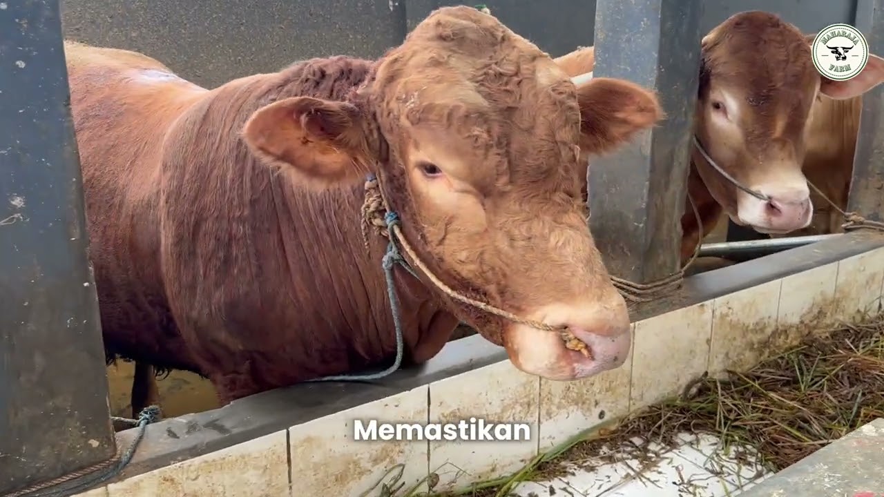 Maharaja Farm – Penggemukan Sapi Profesional di Garut, Jawa Barat!