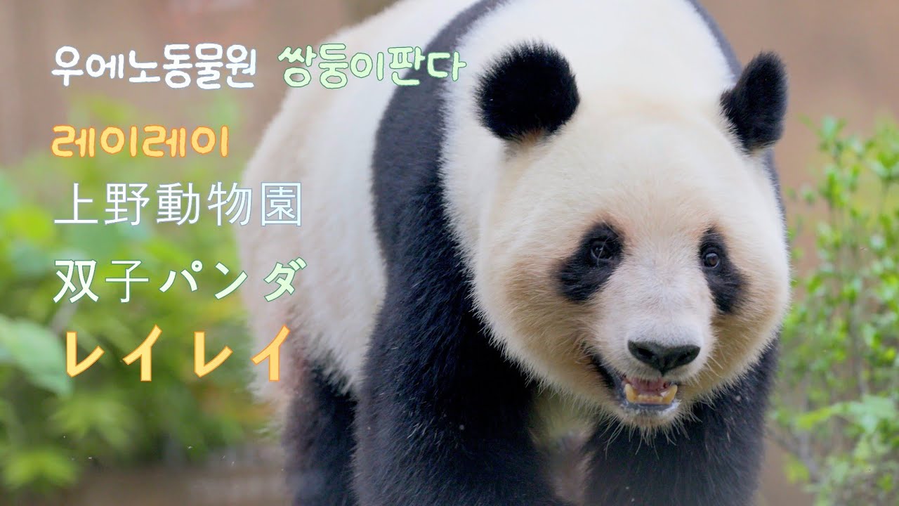 8K 双子パンダ、レイレイ｜우에노동물원 쌍둥이 판다 레이레이｜上野動物園（蕾蕾）