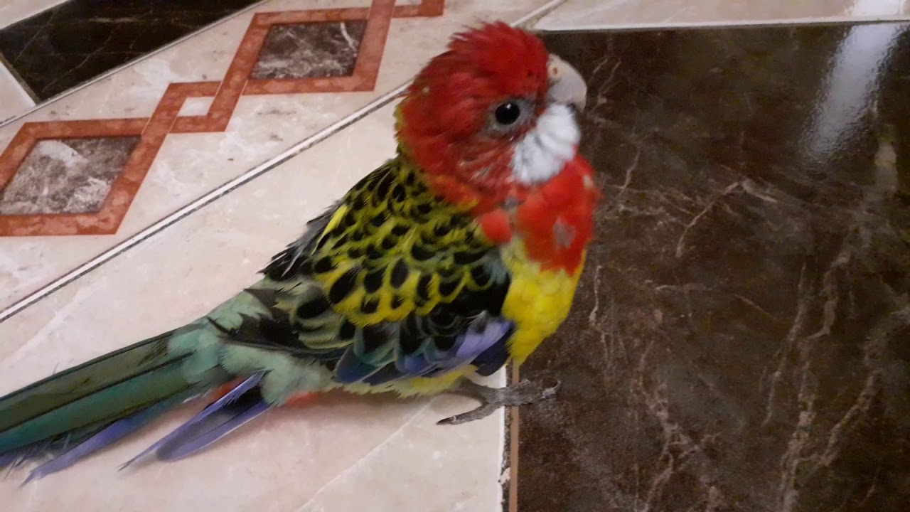 Rosella cantaora