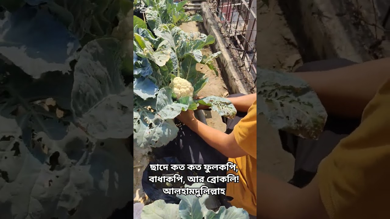 ফুলকপি হার্ভেস্টিং। #greenrooftop #containergardening #containergardening #gardening #chadbagan