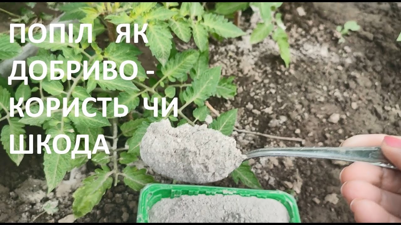 ПОПІЛ  ЯК  ДОБРИВО  - КОРИСТЬ  ЧИ  ШКОДА