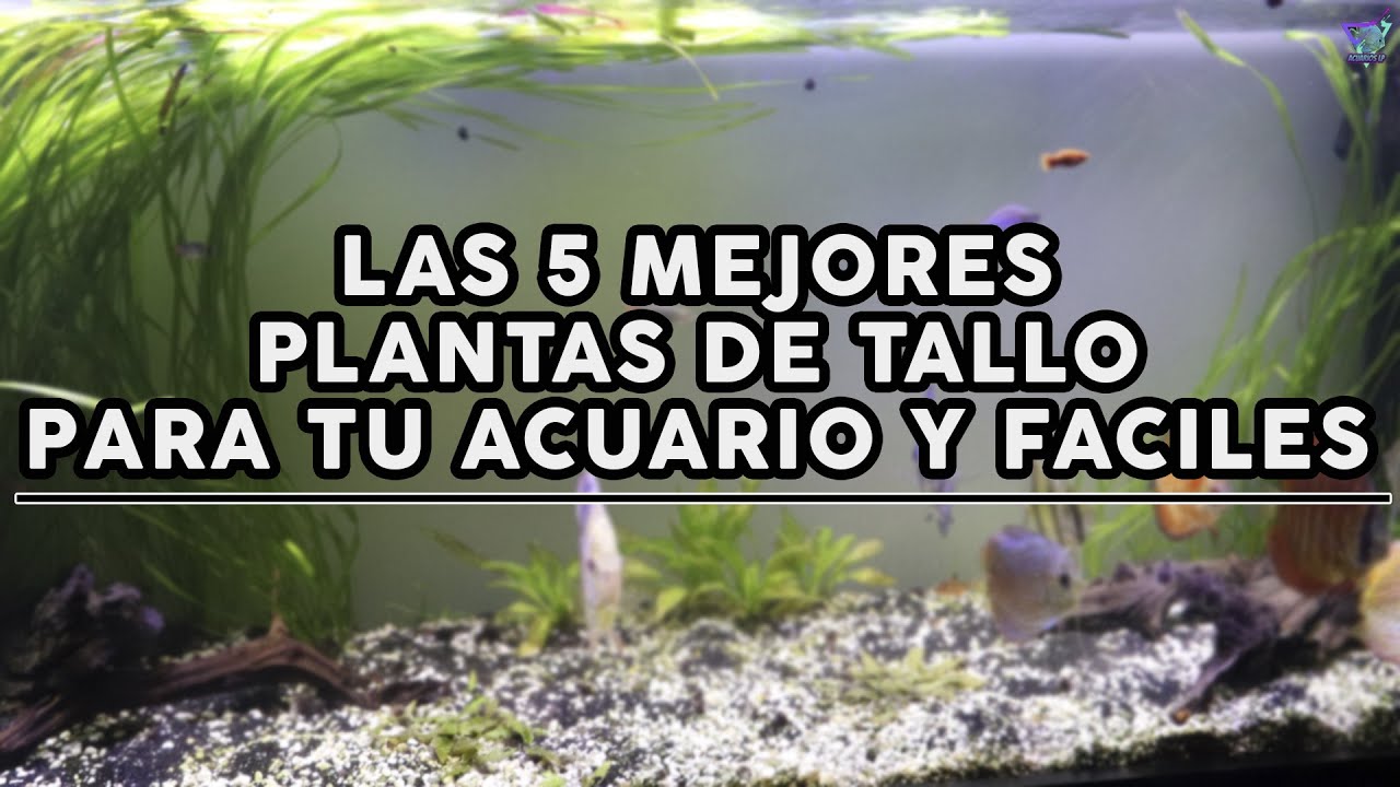 Top 5 MEJORES PLANTAS de TALLO para tu ACUARIO de fáciles cuidados | AcuariosLP