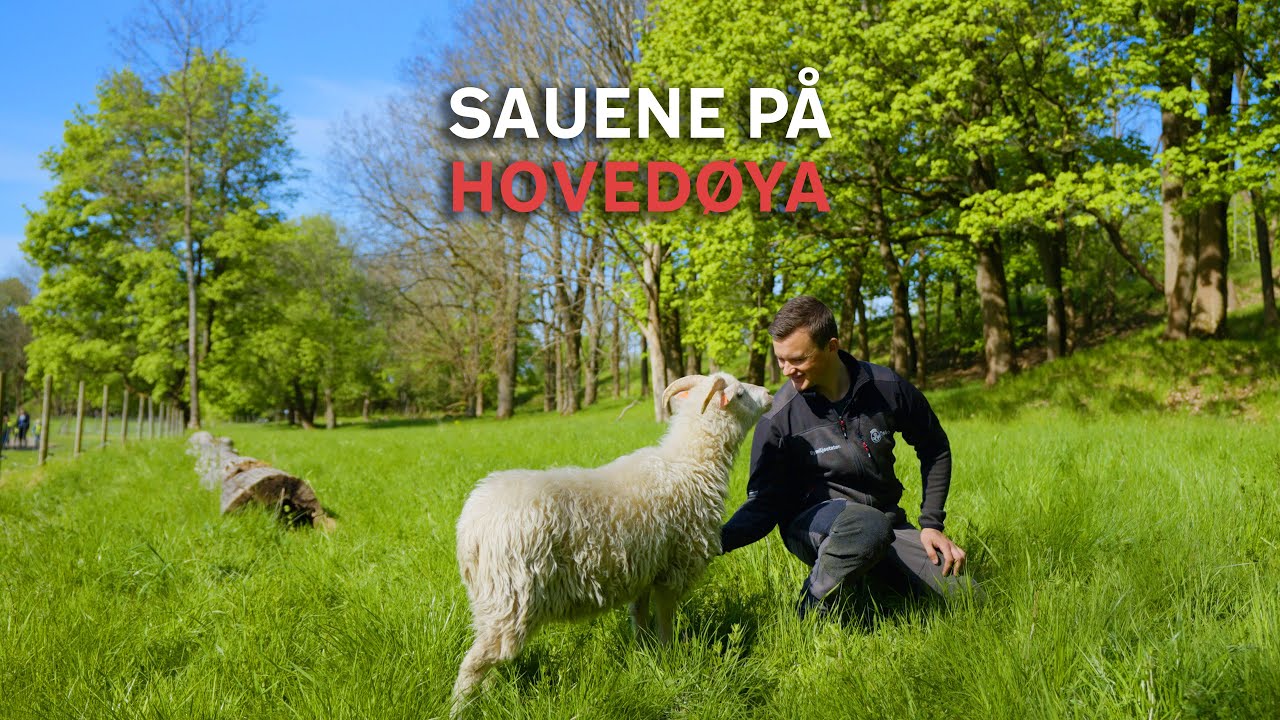 Sauer med sommerjobb på Hovedøya